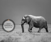 world animal protection elefant